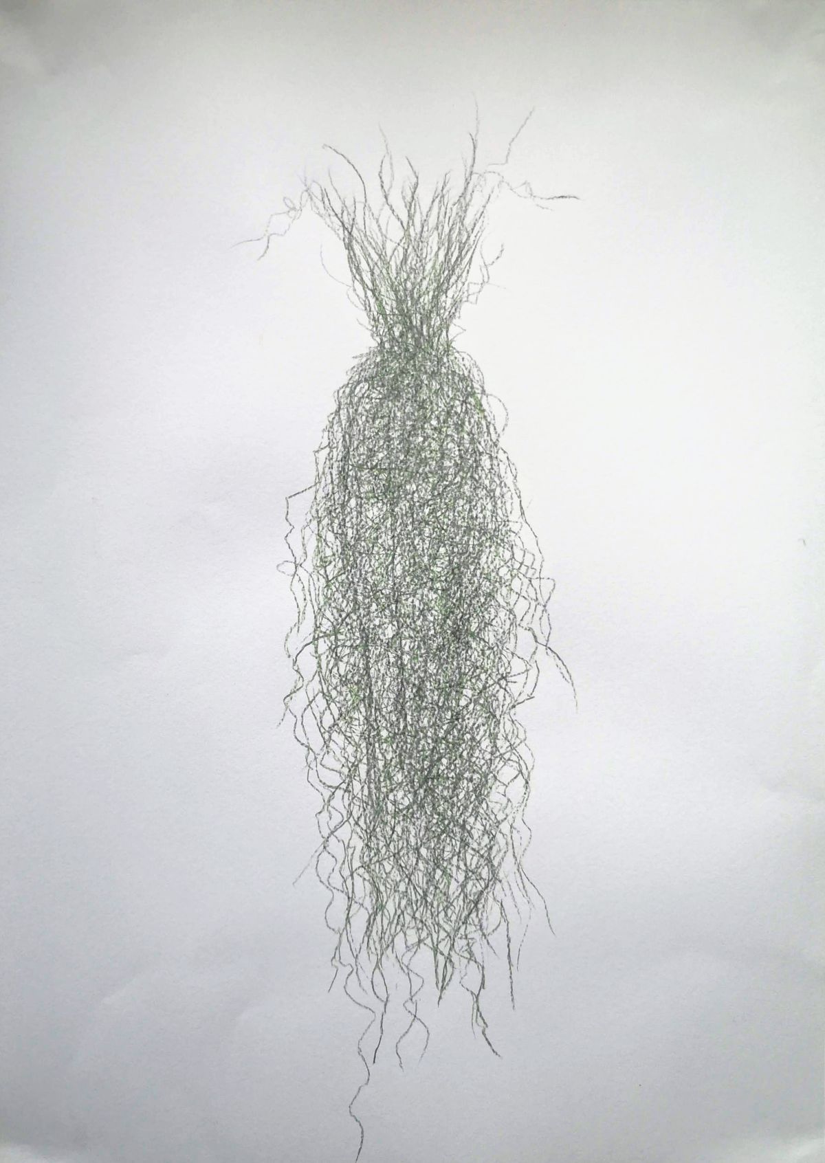 'Growth #3', Coloured pencil, cartridge paper, A3