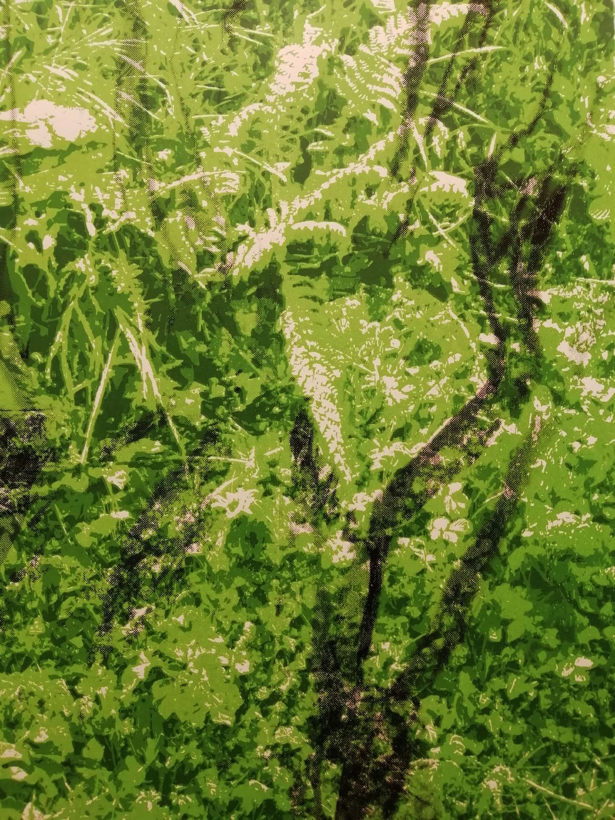 Nurture. 1/7 screen print on Munken Pure Fine Art paper (detail)