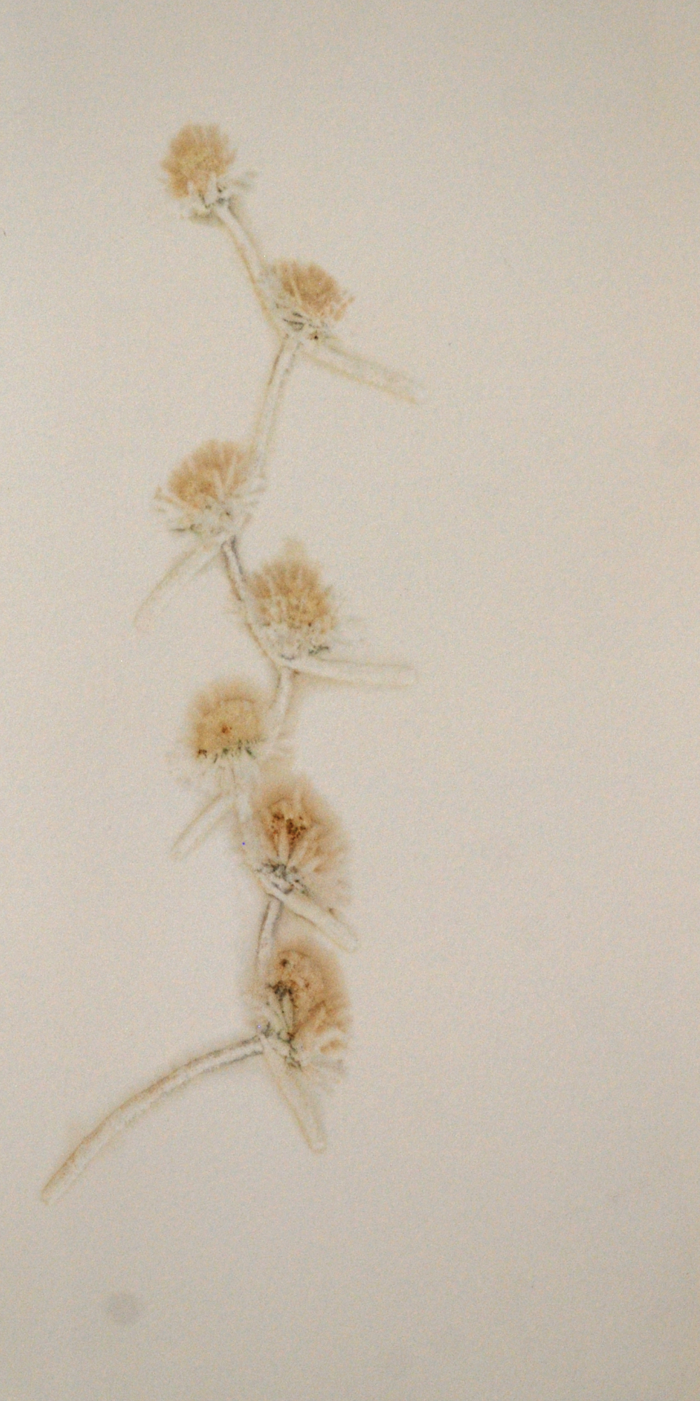 Imprint. Impression of daisy chain on Fabriano Fine Art paper.