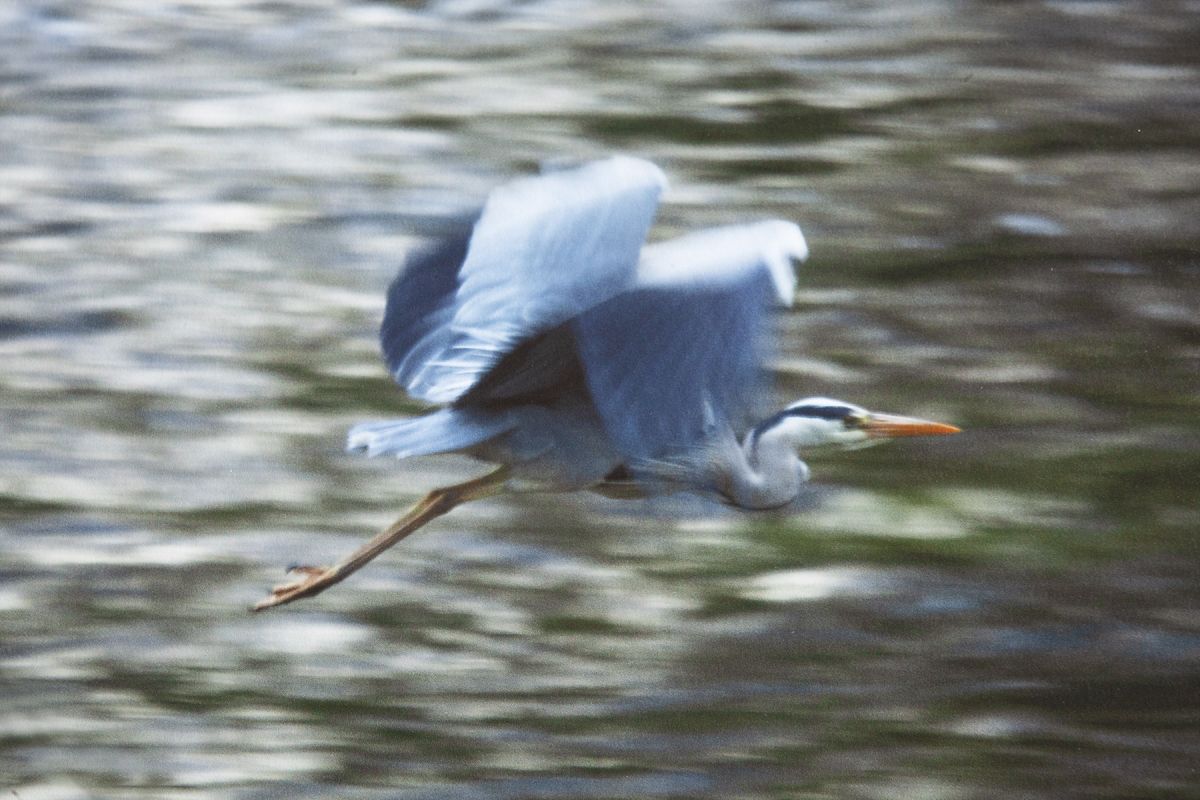 A grey heron
