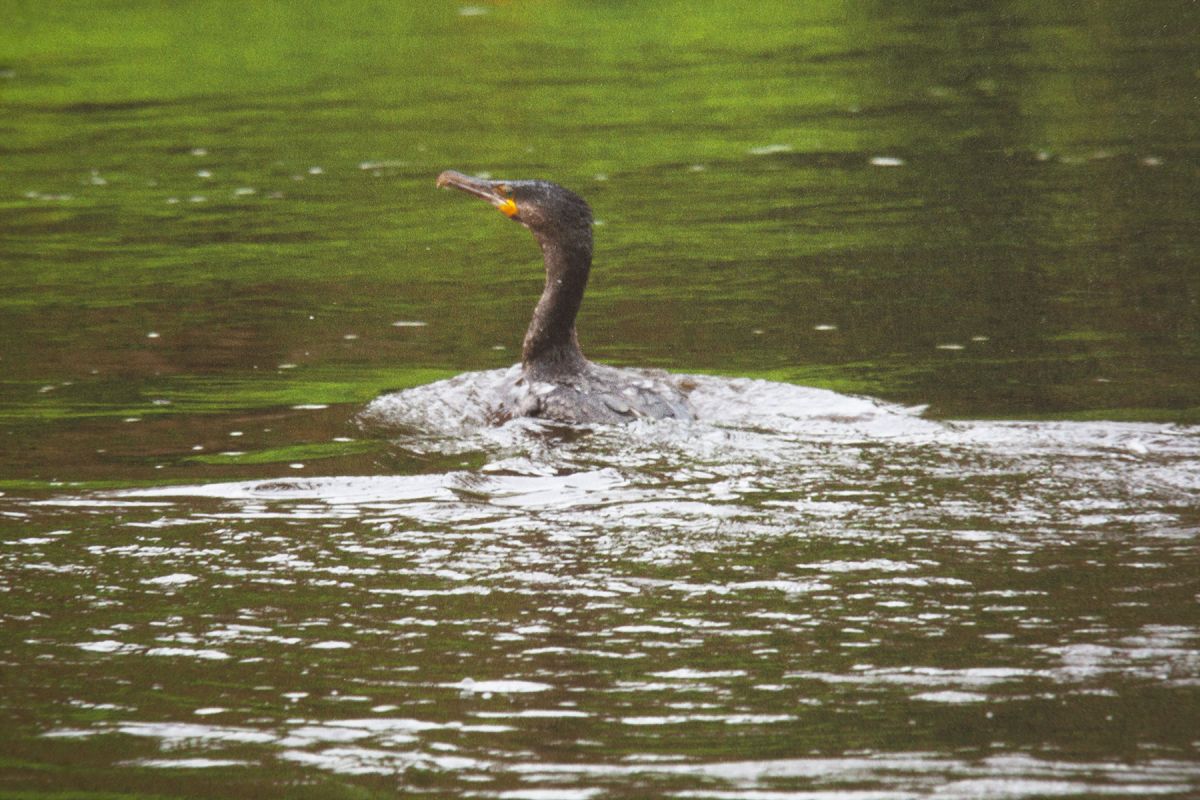 A cormorant fishes