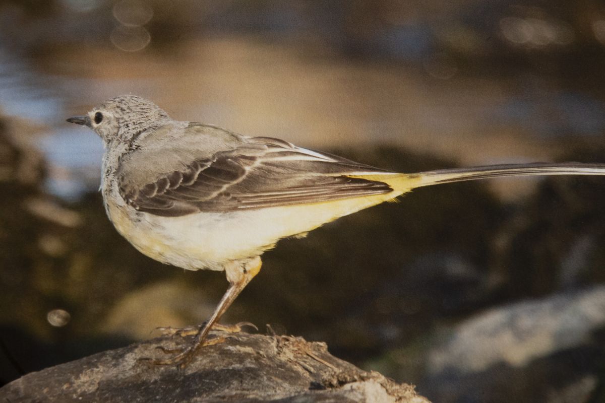 A yellow wagtail