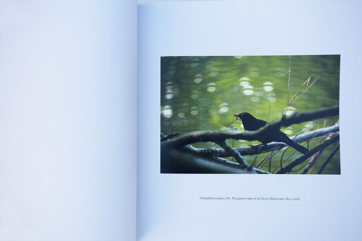A blackbird