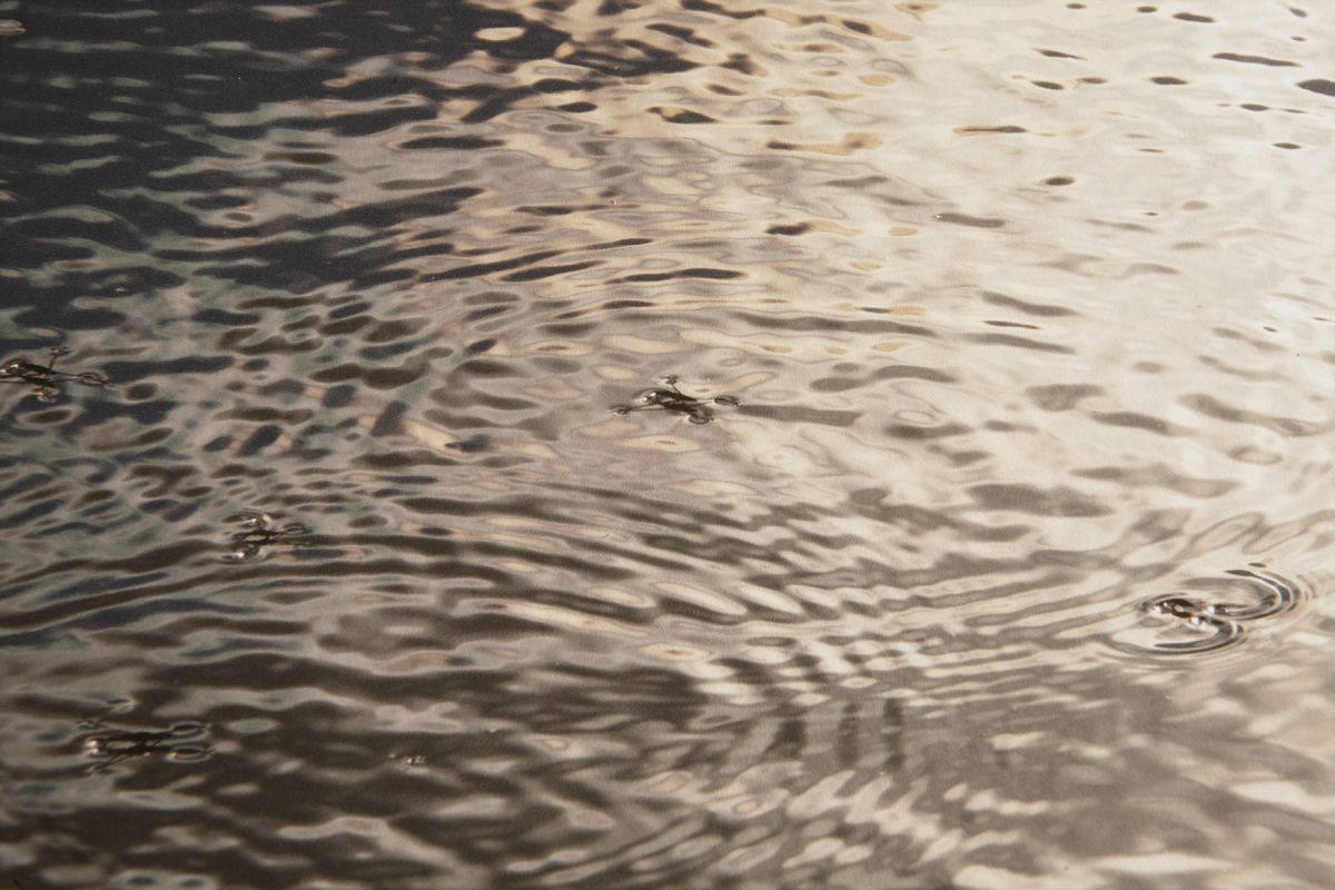 Sunlight touches in the River Blackwater
